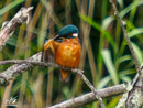 Kingfisher - Zimorodek
